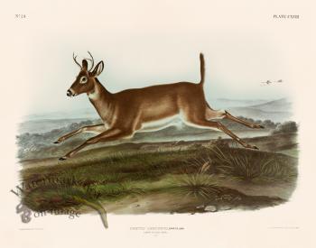 118 Long Tailed Deer